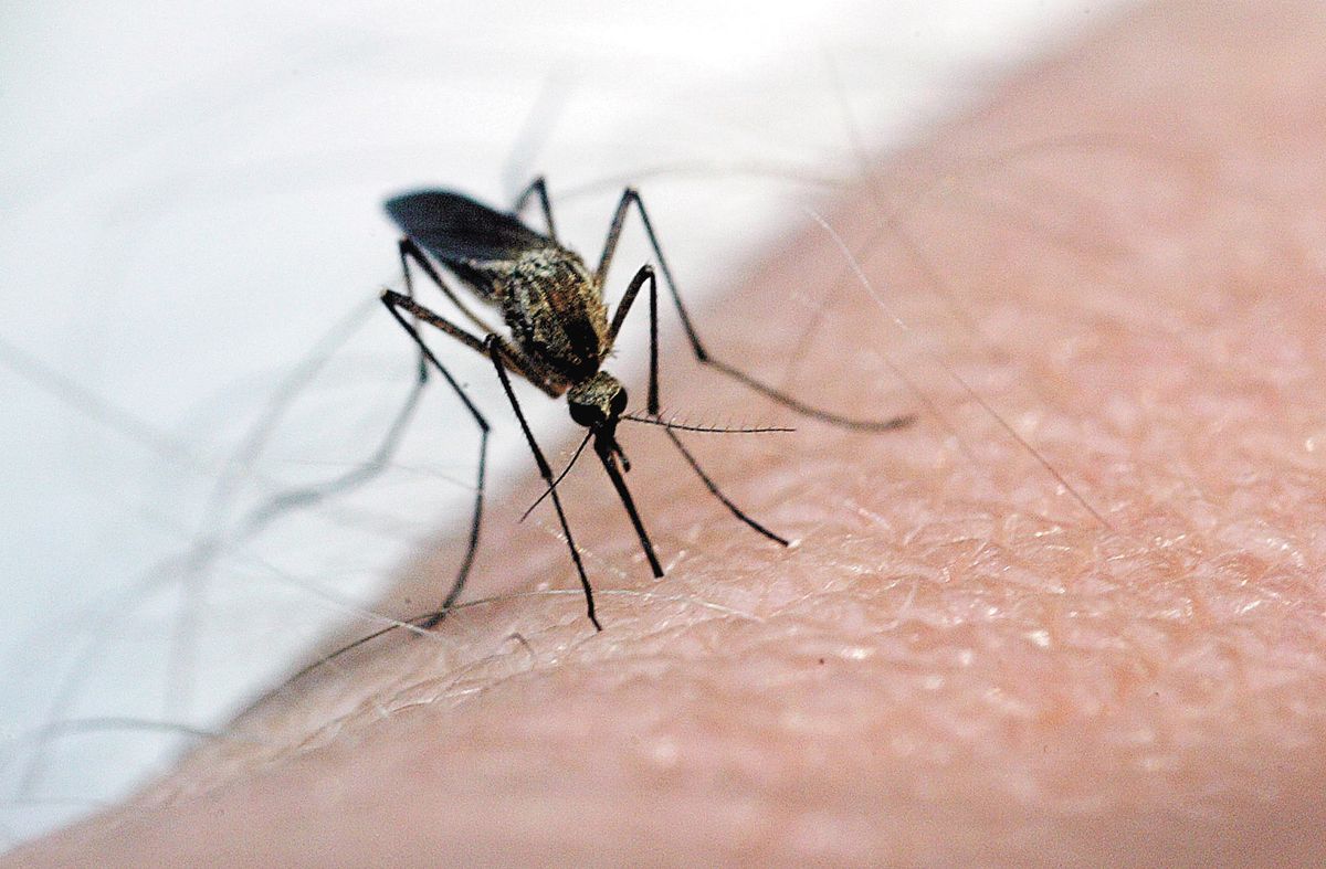 Dauphin County sample tests positive for West Nile Virus