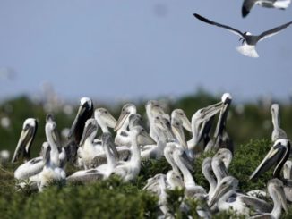 Climate change and vanishing islands threaten brown pelicans