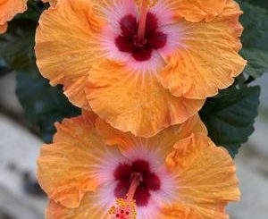 Create a ‘florgeous’ garden with blooming tropicals: LSU Garden News
