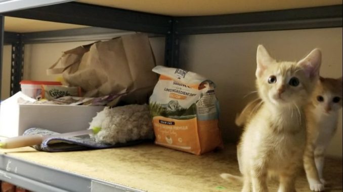 Gonzales Pet Food Bank struggling with empty shelves