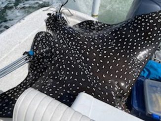 Massive eagle ray jumps into family’s boat during fishing tournament