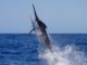 Sailfish leaps out of water, injures woman off Florida coast