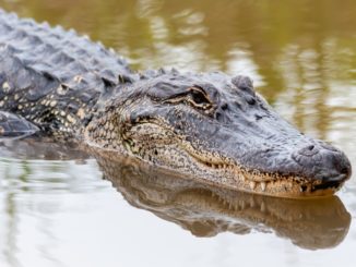 Six-year-old reportedly bitten by alligator in Livingston Parish