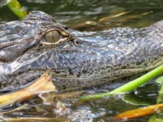 St. Martin Parish considering repealing alligator feeding ban