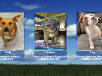 Clear the Shelters: Carly, LeeAnn, & Tiny (August 2, 2022)