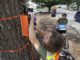 Under the radar: Technology lets arborists examine trunks, roots without damaging trees