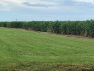 Caution advised to Napoleonville drivers as sugar cane harvest begins