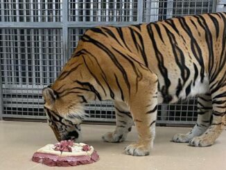Happy birthday, Mike the Tiger! LSU mascot celebrates his 6th birthday.