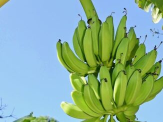 Harvest bananas when fruit are still green, control summer weeds and other garden advice from Dan Gill