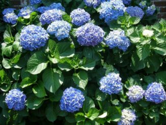 It's chemistry, not magic: Dan Gill explains how to make your pink hydrangeas turn blue (or vice versa)