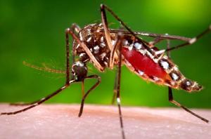 Are you a mosquito magnet? It could be because of the way you smell, scientists say