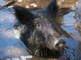 Feral hogs costing Louisiana farmers millions, study says
