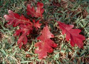 Leave the leaves and join in fall's festivities: LSU Garden News