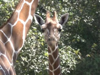 Officials hope renovations at Baton Rouge Zoo will benefit surrounding neighborhoods