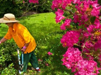 Wait a few years to prune new crape myrtles, know your weeds and more advice from Dan Gill
