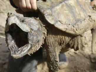 Environmental group to sue feds over need to protect Louisiana turtles