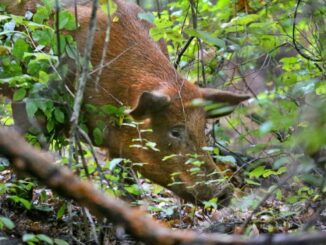 Feral hog control: 8 years, some progress, $2.5 billion in damage a year