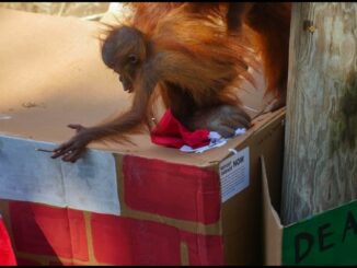 Roux the orangutan celebrates 1st birthday at Audubon Zoo this Christmas Eve