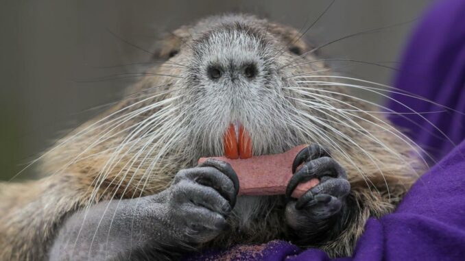 A 22-pound nutria swims in a family's pool, sleeps in the bathroom, and makes them laugh