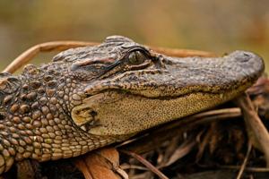 Alligator products can be sold in California, judge says; ruling is a win for Louisiana