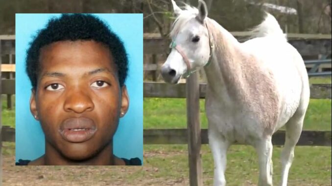 Bond set at $570k for alleged horse thief