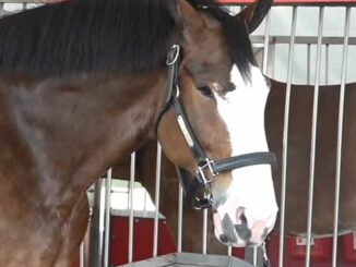 Budweiser Clydesdales arrive in BR ahead of Saturday's Wearin' of the Green parade