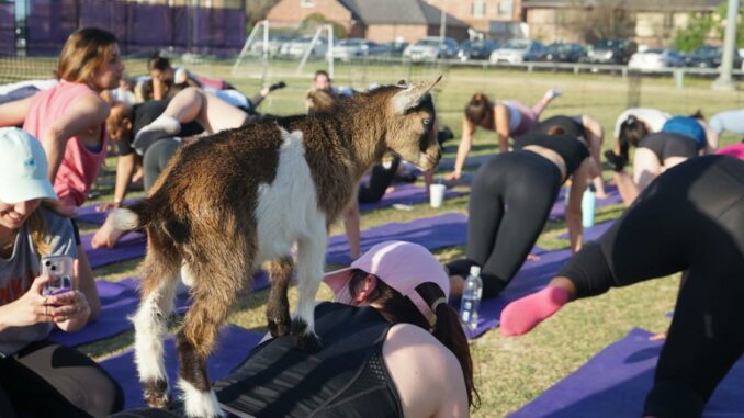 College getting your goat? LSU students turn to UREC’s Goat Yoga Class for stress relief