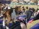 College getting your goat? LSU students turn to UREC’s Goat Yoga Class for stress relief
