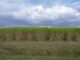 Could sugar cane help capture carbon? These LSU researchers are working on it.