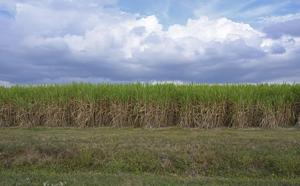 Could sugar cane help capture carbon? These LSU researchers are working on it.