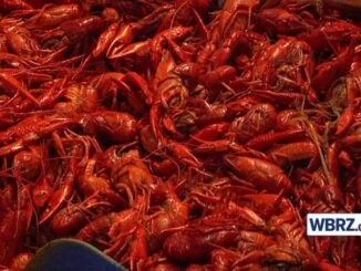 Crawfish Tracker: A good time to get boilin'