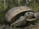 Endangered status sought for gopher tortoise in four southern states
