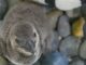 Fluffy baby penguin hatches at Audubon Aquarium in New Orleans
