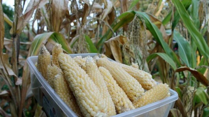 Growing corn can be a sweet new gardening adventure; Dan Gill explains how to do it