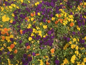 How you can garden for the senses this spring: LSU Garden News