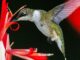 It's hummingbird time again. Here are some tips to attract them.