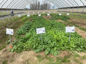 LSU Garden News: Are cover crops and crop rotation beneficial for home gardeners?