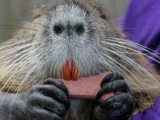 Neuty, the pet nutria, to be seized from Bucktown couple by Wildlife and Fisheries agents