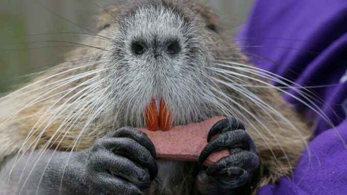 Neuty, the pet nutria, to be seized from Bucktown couple by Wildlife and Fisheries agents