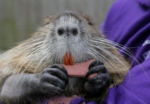 Neuty, the rescued pet nutria, to be seized by Louisiana Wildlife and Fisheries agents