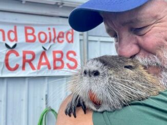 Pet nutria seized from its owners after finding internet fame, will be moved to Baton Rouge Zoo