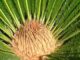 Sago palm structure is a container for seeds, and other garden advice from Dan Gill