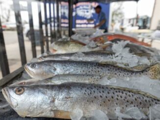 Speckled trout are in decline. Reversing that has proven to be politically difficult