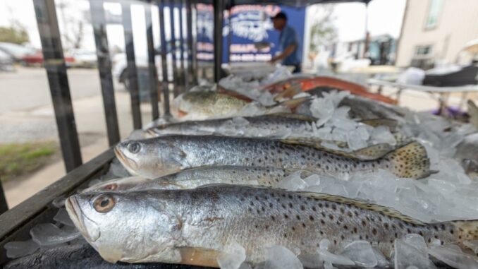 Speckled trout are in decline. Reversing that has proven to be politically difficult