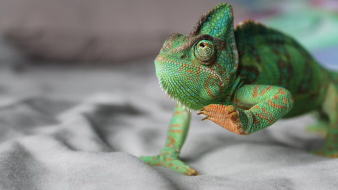 A chameleon - Unsplash