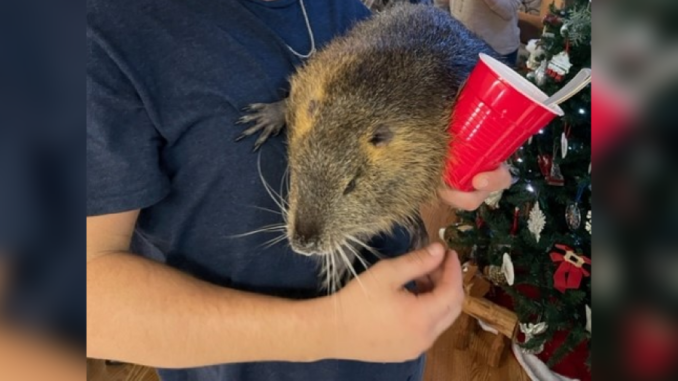 ‘Neuty’ the pet nutria taken from New Orleans home, headed to Baton Rouge Zoo