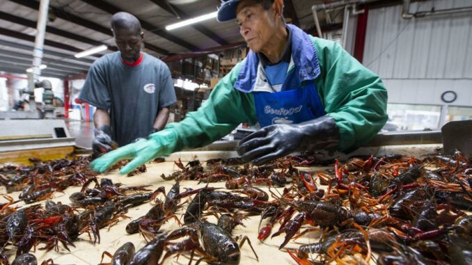 As Easter weekend approaches, Tony's Seafood expects to sell 100,000 pounds of crawfish in two days