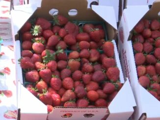 Beautiful day brings huge turnout for Ponchatoula Strawberry Festival on Sunday