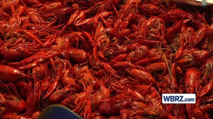Crawfish Tracker: How much will that Easter boil cost you?