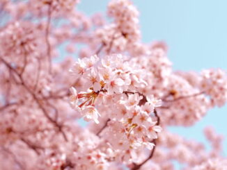 Japanese cherry blossom sakura - Unsplash